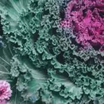 Кръстоцветните зеленчуци пазят от рак