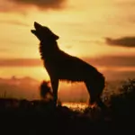 Вълчи Празници или Мратински дни