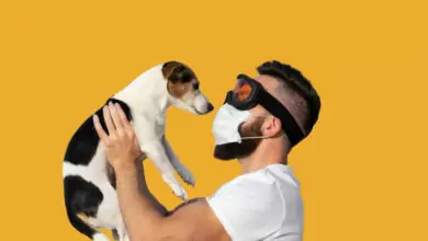 куче - коронавирус