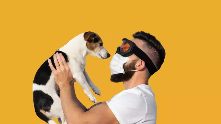 куче - коронавирус