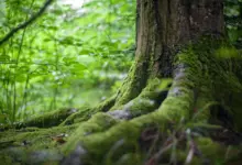 Климатичните промени заплашват с алергия половината човечество