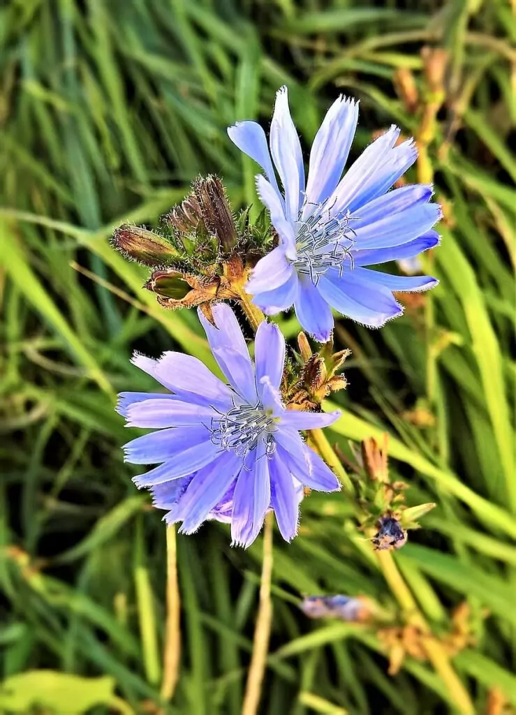 Цикория - билка