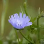 Слънчевата билка и нейните лечебни свойства