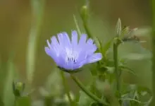 слъневата билка