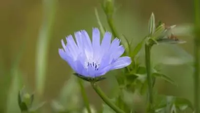 слъневата билка