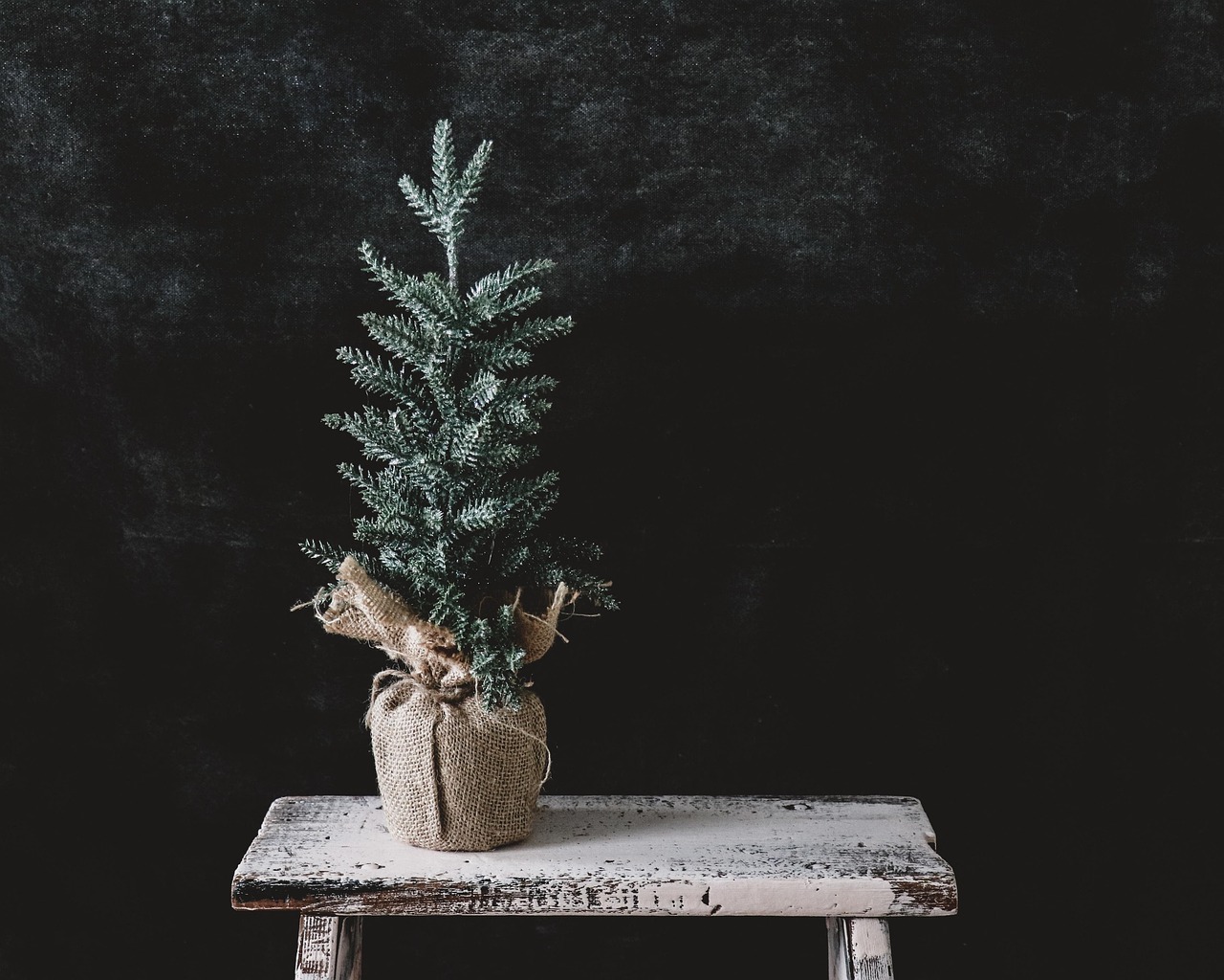 Малка елха Малка елха